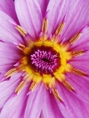 Nectar